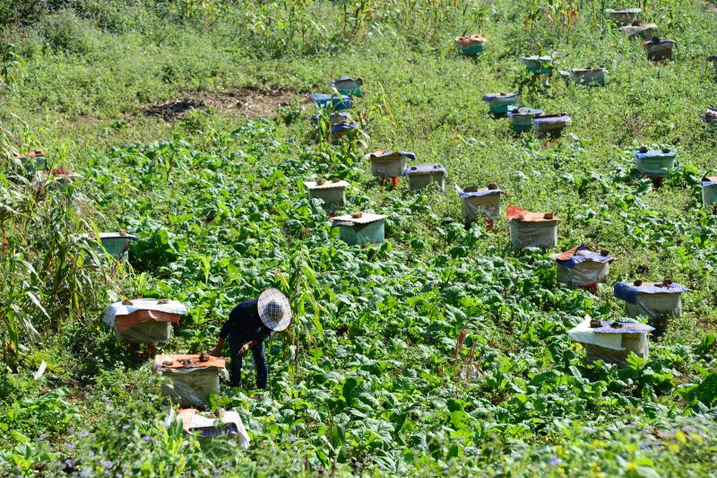 Bánh xèo Mèo Vạc